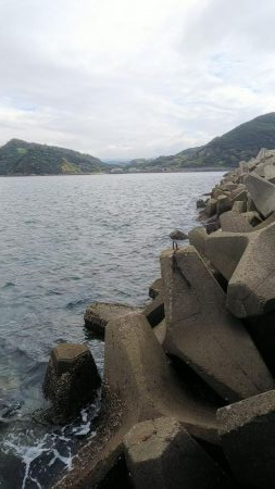 teamゲッソー調査隊