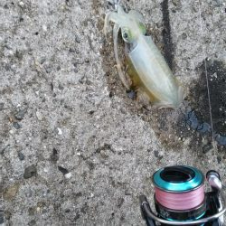 teamゲッソー調査隊