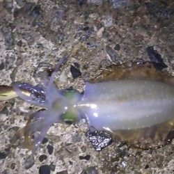 日本海エギング