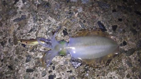 日本海エギング