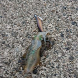 今日も濁りとウネリの中