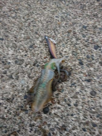 今日も濁りとウネリの中