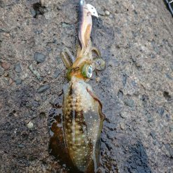 雨中越前ランガン