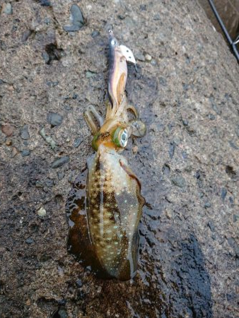 雨中越前ランガン
