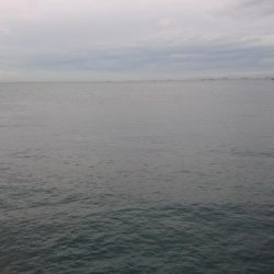 タチウオ泉大津エリアにプチ遠征