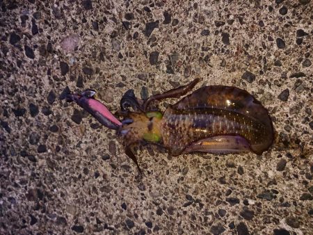 濁りも薄くなり