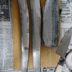 サゴシ、太刀魚