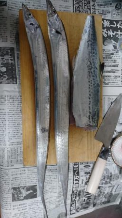 サゴシ、太刀魚