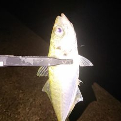 いろいろ釣れました