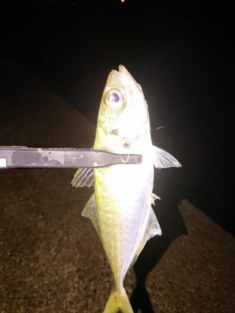 いろいろ釣れました