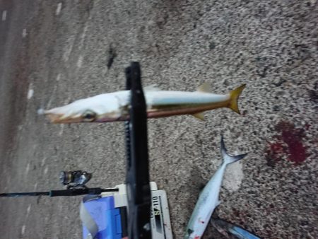 サゴシ　リベンジ