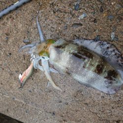 サゴシ　リベンジ2