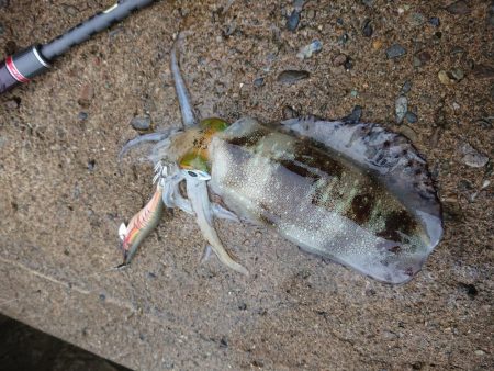 サゴシ　リベンジ2