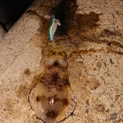 型は良くなったが渋い