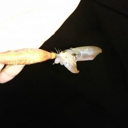 アジング・エギング