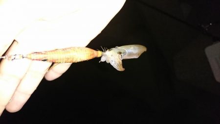 アジング・エギング