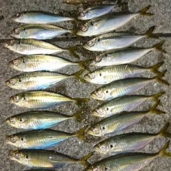 アジングからのイカ