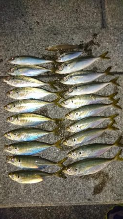 アジングからのイカ