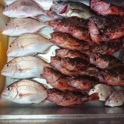 お目当ての魚は？