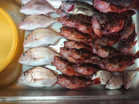 お目当ての魚は？