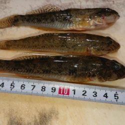 のんびりハゼ釣り