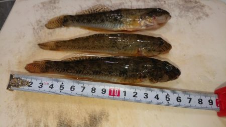 のんびりハゼ釣り