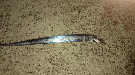 夜釣りガシラ～夜明け青物～