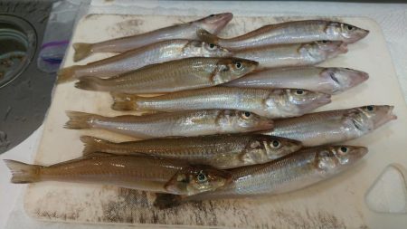 台風後のキス調査
