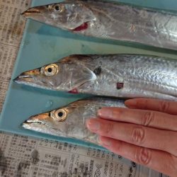 タチウオフィーバー