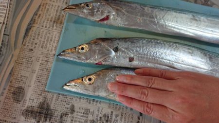 タチウオフィーバー