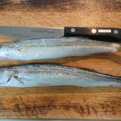 静岡県で初タチ