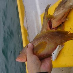 二馬力ボートでタイラバ