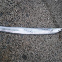 とにかく太刀魚(朝~夕方)