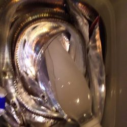 爆釣のタチウオ。