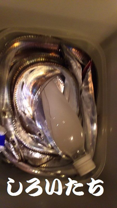 爆釣のタチウオ。