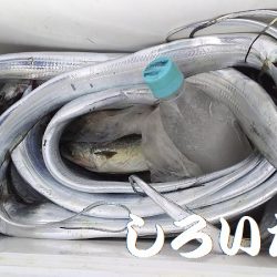 台風前にしぶいをタチウオ確保。