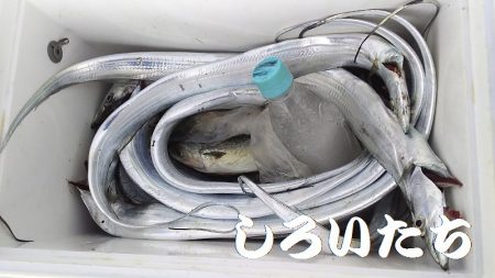 台風前にしぶいをタチウオ確保。