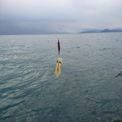 今年初の秋アオリ釣行