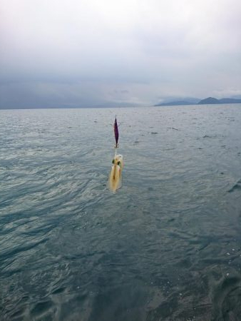 今年初の秋アオリ釣行