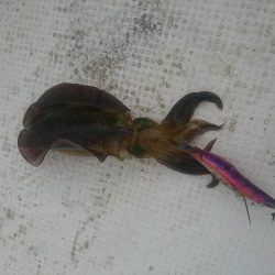 今年初のボートエギング…