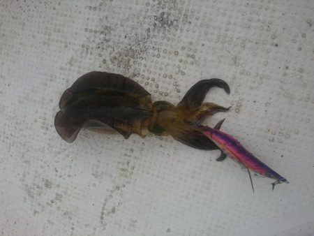 今年初のボートエギング…