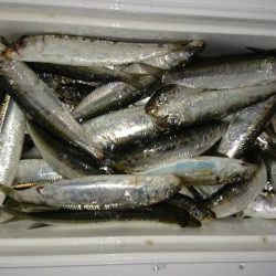 サビキでイワシ釣り