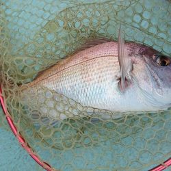 県南ライトジギング