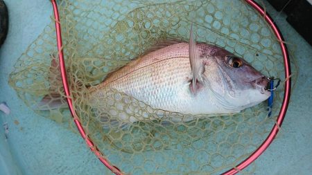 県南ライトジギング