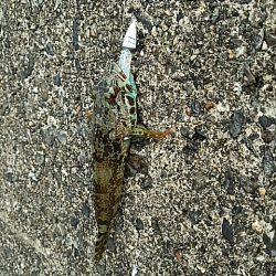 アナハゼだけは高活性