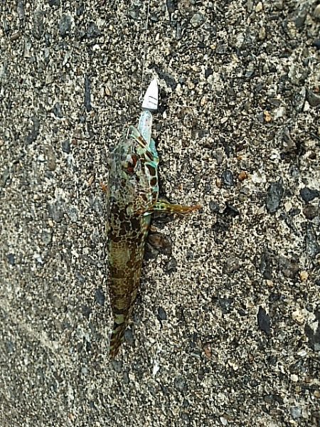 アナハゼだけは高活性