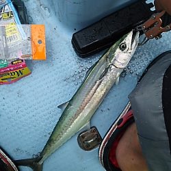 ティップランにて