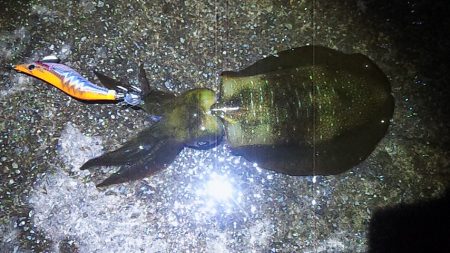 アオリ今年初釣行