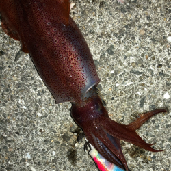 今年はあきませんね^^;