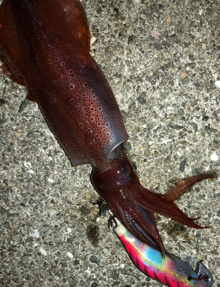 今年はあきませんね^^;